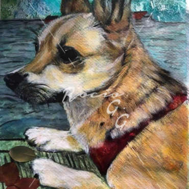 Perrita Pancho